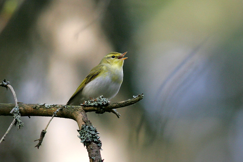 Siritt�j�, Wood Warbler (Phylloscopus sibilatrix)