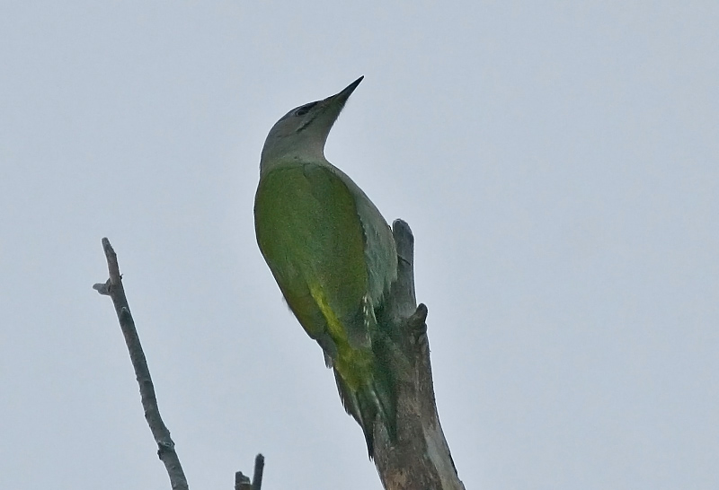 Harmaap��tikka Picus canus