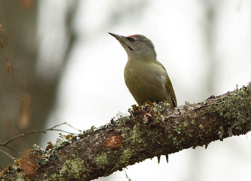Harmaap��tikka Picus canus