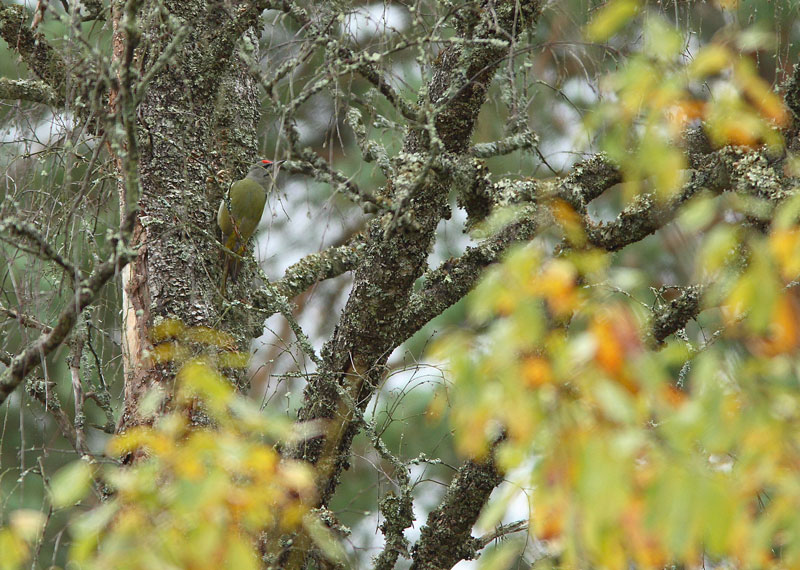 Harmaap��tikka Picus canus