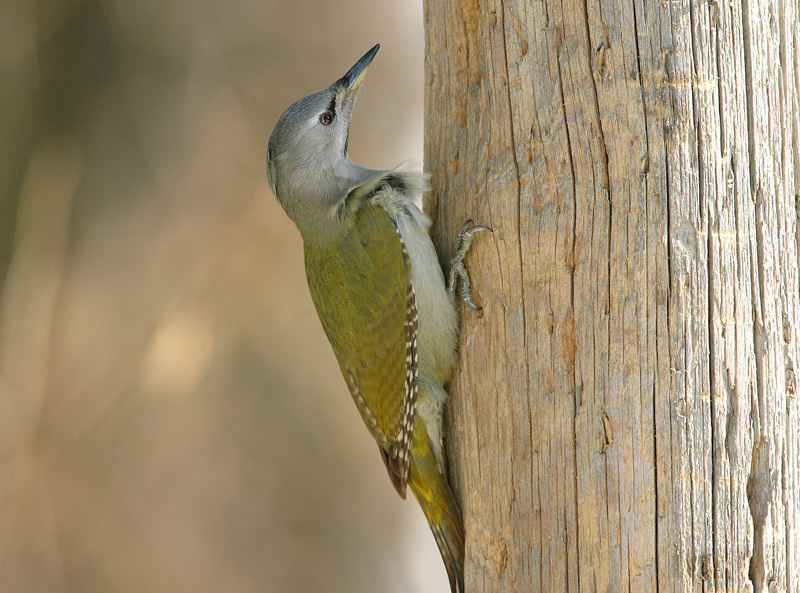 Harmaap��tikka Grey-headed Woodpecker (Picus canus)