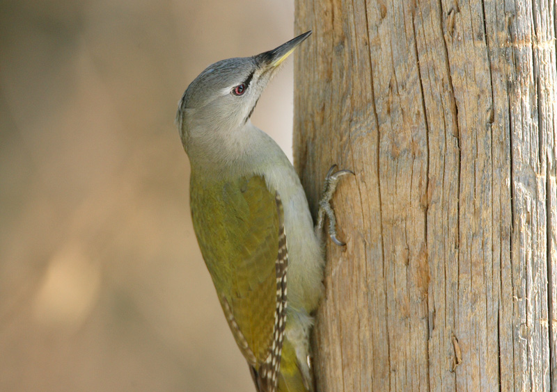 Harmaap��tikka Grey-headed Woodpecker (Picus canus)
