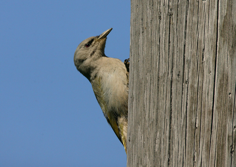 Harmaap��tikka Grey-headed Woodpecker (Picus canus)
