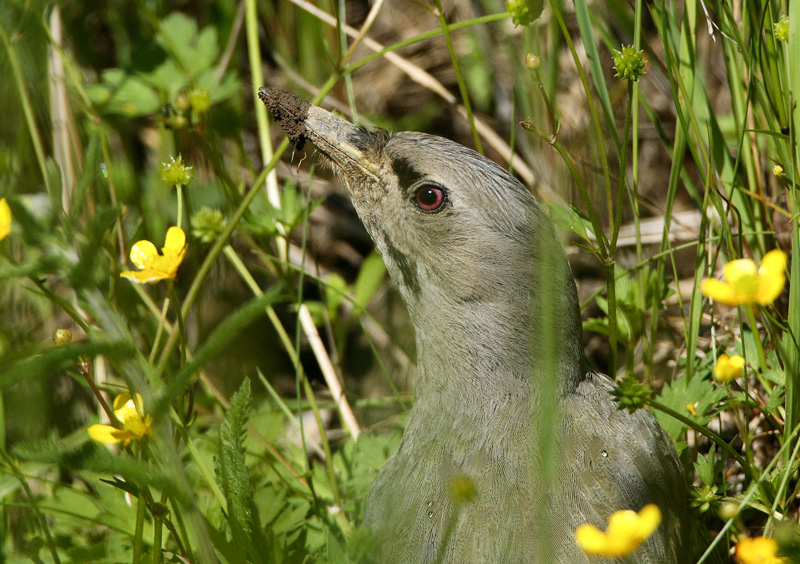 Harmaap��tikka Grey-headed Woodpecker (Picus canus)
