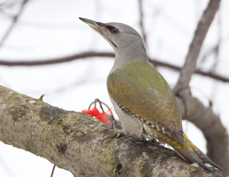 Harmaap��tikka Grey-headed Woodpecker (Picus canus)