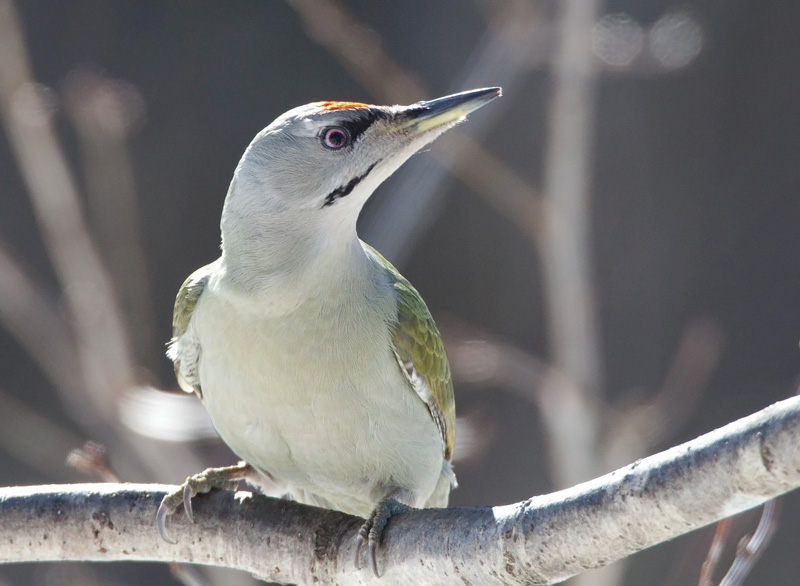 Harmaap��tikka Grey-headed Woodpecker (Picus canus)