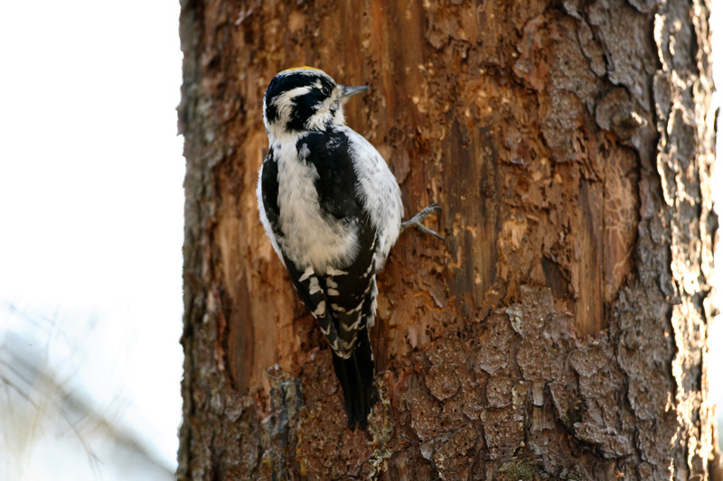 Pohjantikka, Three-toed Woodpecker (Picoides tridactylus)