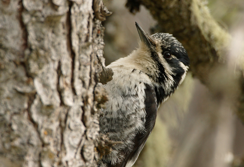 Pohjantikka, Three-toed Woodpecker (Picoides tridactylus)