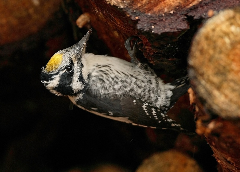 Pohjantikka, Three-toed Woodpecker (Picoides tridactylus)