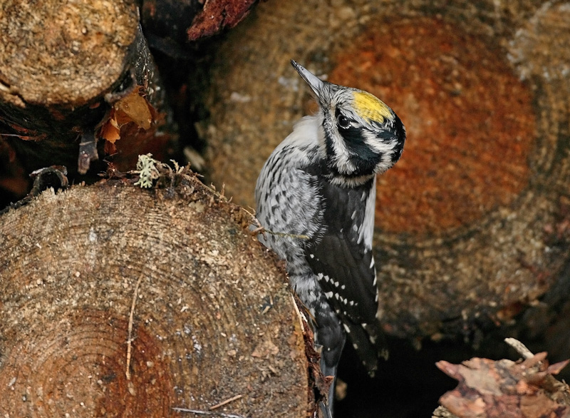 Pohjantikka, Three-toed Woodpecker (Picoides tridactylus)