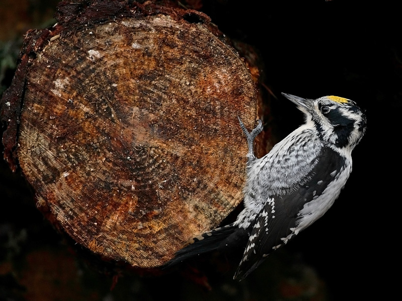 Pohjantikka, Three-toed Woodpecker (Picoides tridactylus)