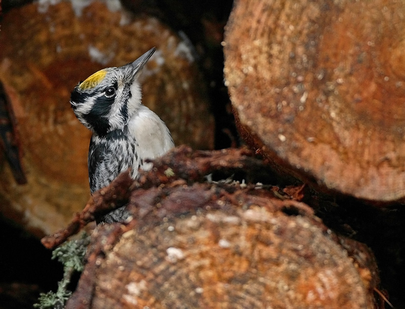 Pohjantikka, Three-toed Woodpecker (Picoides tridactylus)