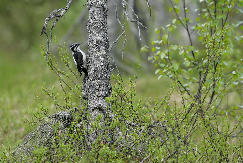 Pohjantikka Three-toed Woodpecker, Picoides tridactylus