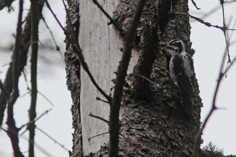 Pohjantikka Three-toed Woodpecker, Picoides tridactylus