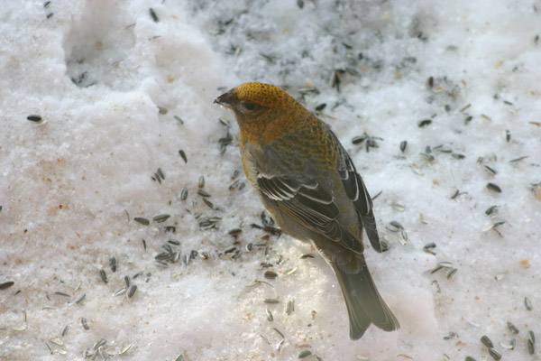 Taviokuurna
