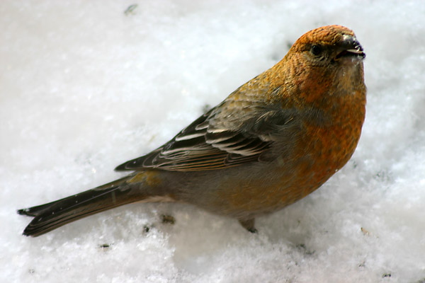 Taviokuurna