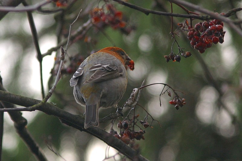 Taviokuurna Pinicola enucleator