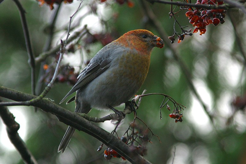 Taviokuurna Pinicola enucleator