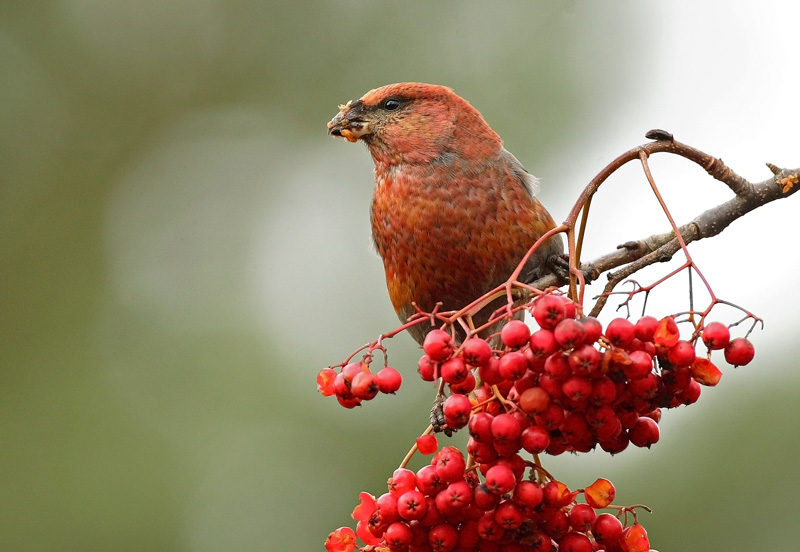 Taviokuurna Pine Grosbeak (Pinicola enucleator)