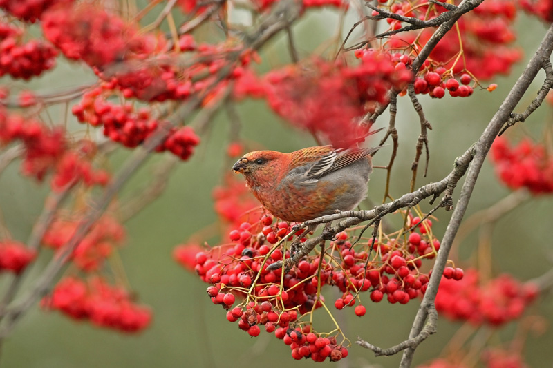 Taviokuurna Pine Grosbeak (Pinicola enucleator)