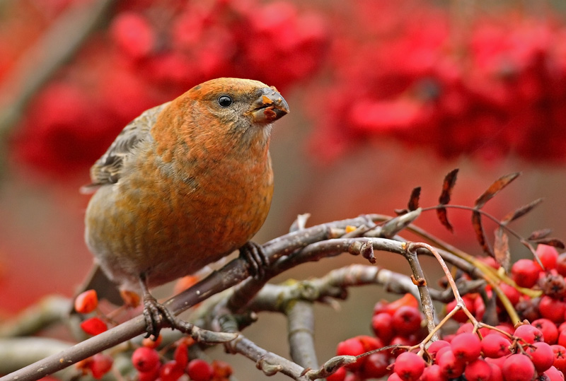 Taviokuurna Pine Grosbeak (Pinicola enucleator)