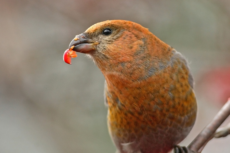 Taviokuurna Pine Grosbeak (Pinicola enucleator)