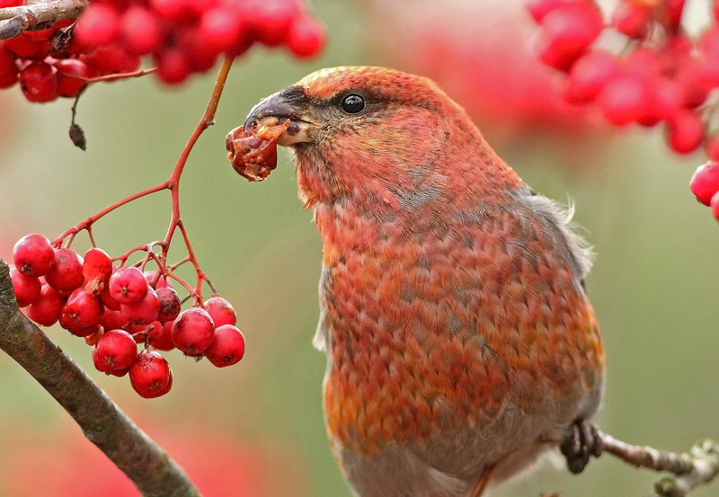 Taviokuurna Pine Grosbeak (Pinicola enucleator)