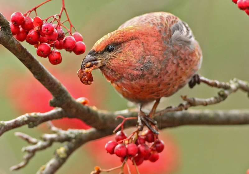 Taviokuurna Pine Grosbeak (Pinicola enucleator)