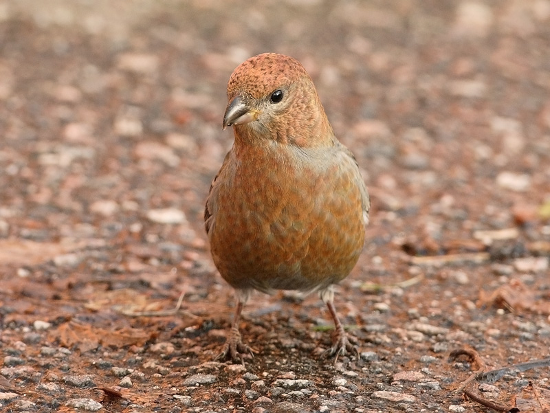 Taviokuurna Pine Grosbeak (Pinicola enucleator)
