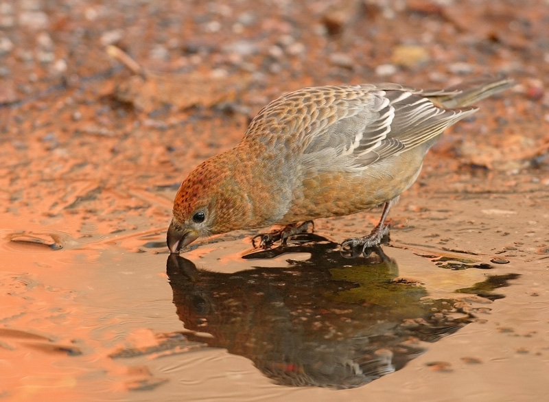 Taviokuurna Pine Grosbeak (Pinicola enucleator)