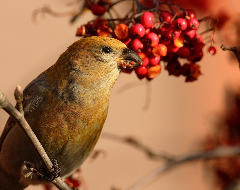 Taviokuurna Pine Grosbeak (Pinicola enucleator)