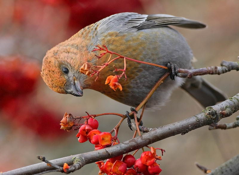 Taviokuurna Pine Grosbeak (Pinicola enucleator)