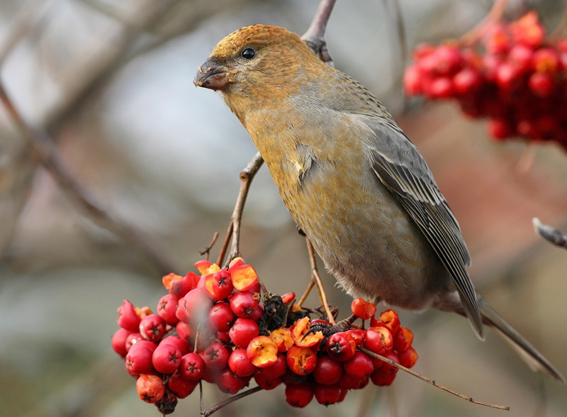 Taviokuurna Pine Grosbeak (Pinicola enucleator)