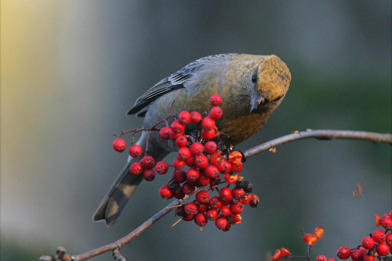 Taviokuurna Pine Grosbeak (Pinicola enucleator)