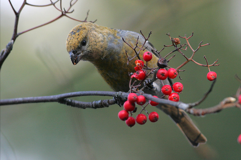 Taviokuurna Pine Grosbeak (Pinicola enucleator)