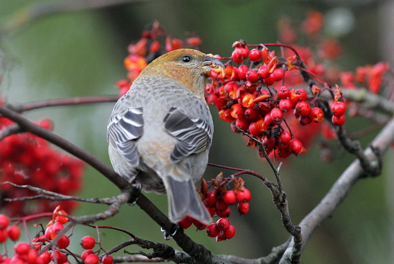 Taviokuurna Pine Grosbeak (Pinicola enucleator)