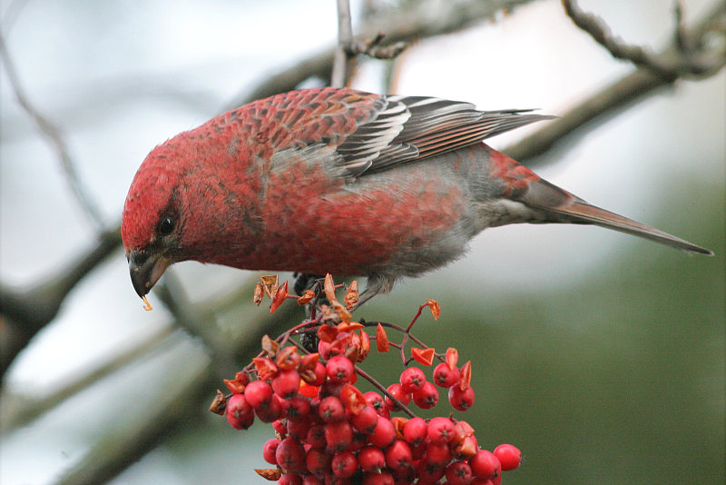 Taviokuurna Pine Grosbeak (Pinicola enucleator)