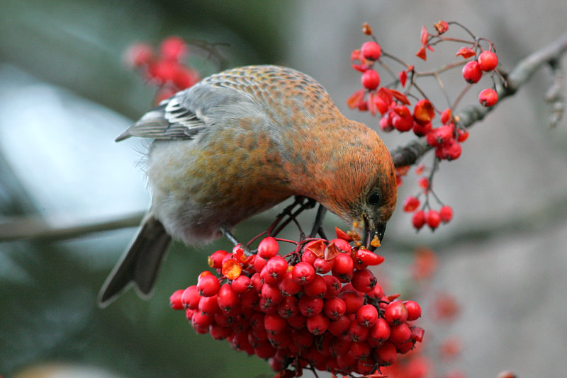 Taviokuurna Pine Grosbeak (Pinicola enucleator)