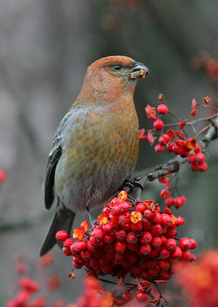 Taviokuurna Pine Grosbeak (Pinicola enucleator)