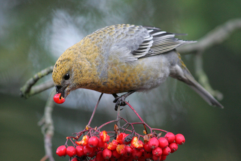 Taviokuurna Pine Grosbeak (Pinicola enucleator)