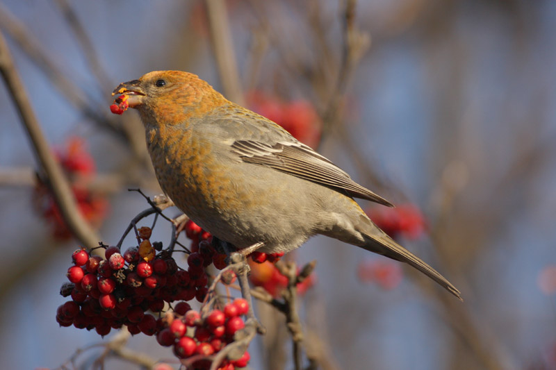 Taviokuurna Pine Grosbeak (Pinicola enucleator)