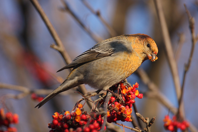 Taviokuurna Pine Grosbeak (Pinicola enucleator)