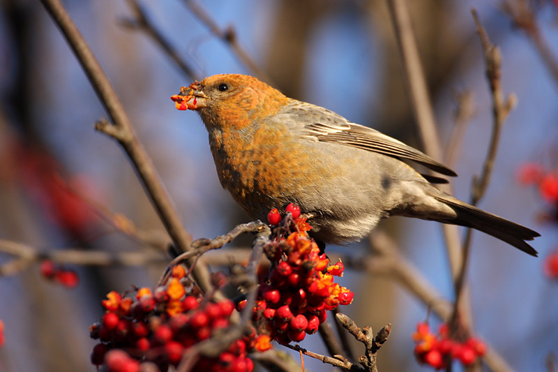 Taviokuurna Pine Grosbeak (Pinicola enucleator)
