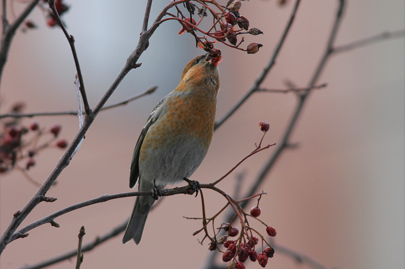 Taviokuurna Pine Grosbeak (Pinicola enucleator)