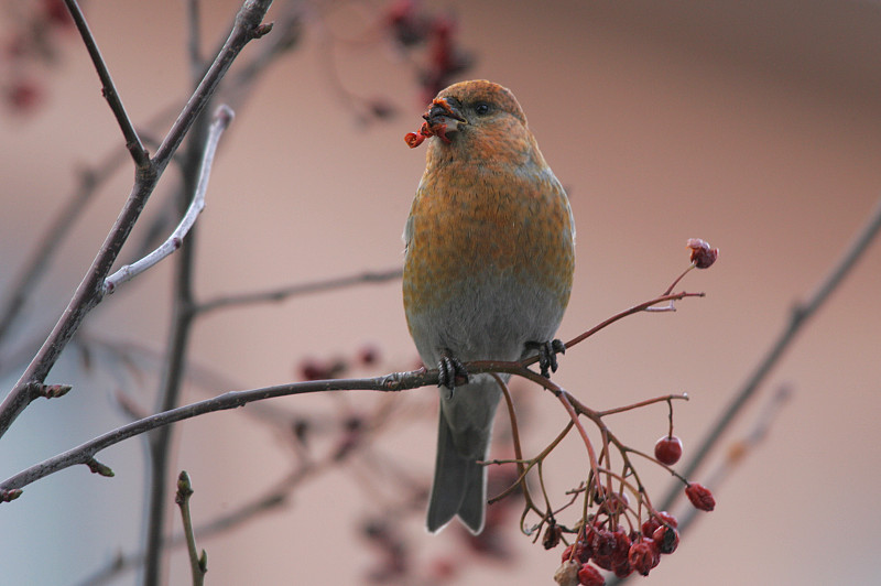 Taviokuurna Pine Grosbeak (Pinicola enucleator)