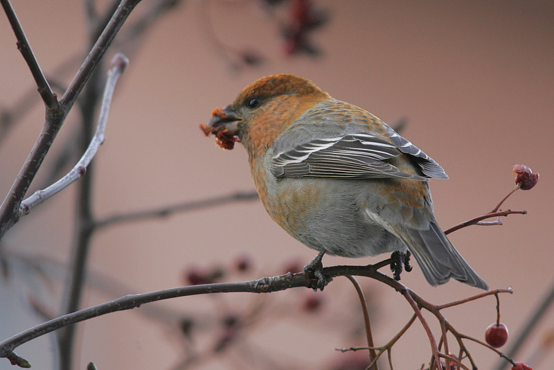 Taviokuurna Pine Grosbeak (Pinicola enucleator)