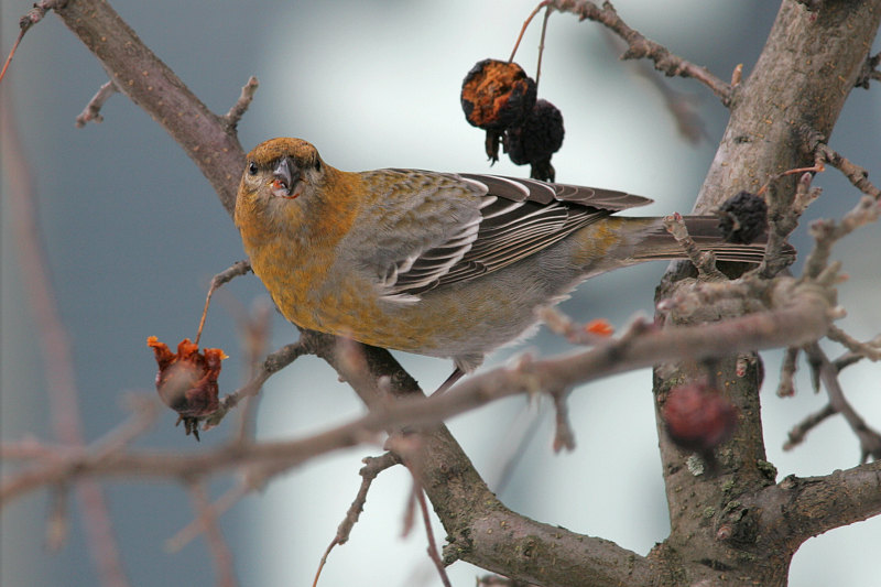 Taviokuurna Pine Grosbeak (Pinicola enucleator)