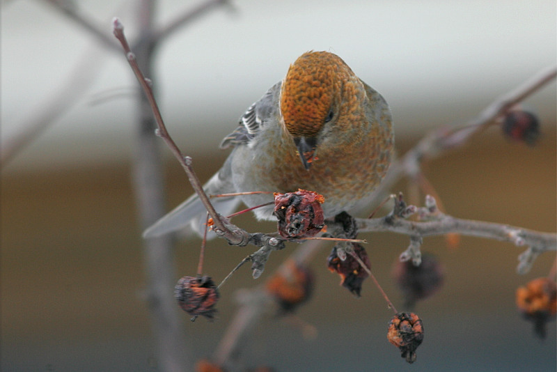 Taviokuurna Pine Grosbeak (Pinicola enucleator)