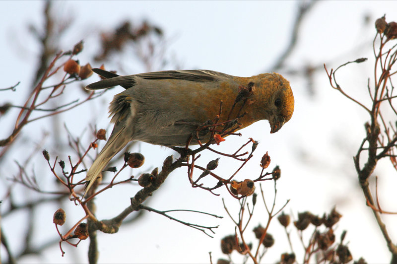 Taviokuurna Pine Grosbeak (Pinicola enucleator)
