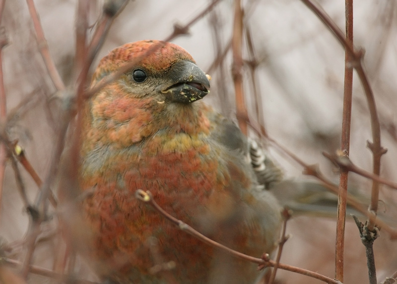 Taviokuurna Pine Grosbeak (Pinicola enucleator)